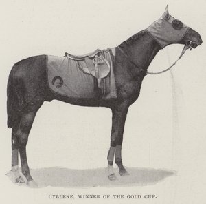 Cyllene, Gewinner des Goldpokals von English Photographer
