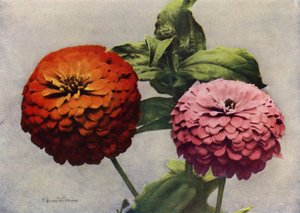 Doppelte Zinnien