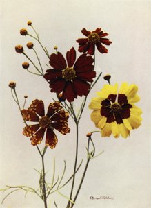 Gartensorten von Coreopsis Drummondii und C Tinctoria