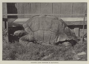 Gigantische Landschildkröte auf Mauritius von English Photographer