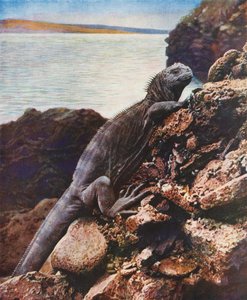 Große Meerechse auf einer der Galapagos-Inseln von English Photographer