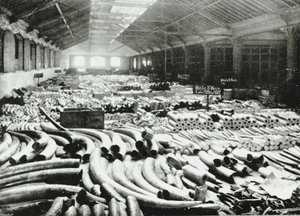 London Docks: Elfenbeinlager, 1895 von English Photographer