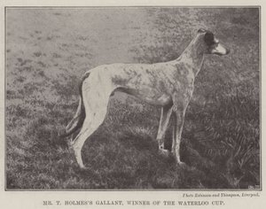 Mr. T. Holmess Gallant, Gewinner des Waterloo Cups von English Photographer