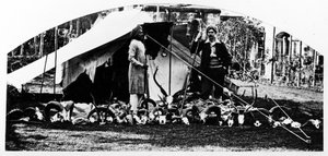 Meine indischen Jagdtrophäen, um 1870er von English Photographer