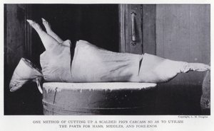 Eine Methode, den Kadaver eines verbrühten Schweins zu zerlegen, um die Teile für Schinken, Mittelteile und Vorderenden zu nutzen von English Photographer