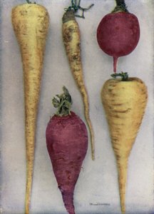 Pastinaken und Rüben von English Photographer