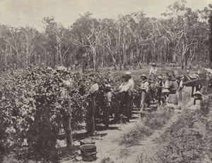 Himbeerpflücker bei der Arbeit, Wandin Yallock von English Photographer