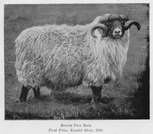 Rough Fell Widder, Erster Preis, Kendal Show
