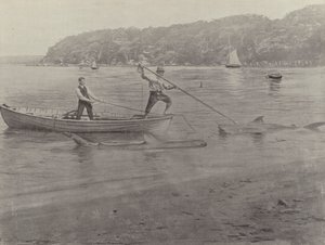Haifischfang, Chowder Bay von English Photographer