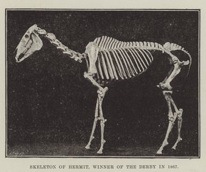 Skelett von Hermit, Gewinner des Derbys 1867