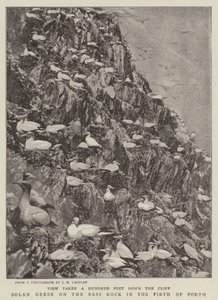 Basstölpel auf dem Bass Rock im Firth of Forth von English Photographer