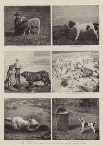 Einige Studien des Tierlebens durch Momentaufnahmen