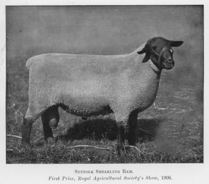 Suffolk-Jährlingswidder, Erster Preis, Royal Agricultural Society