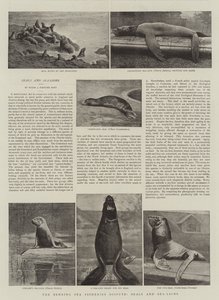 Der Behringsee-Fischereistreit, Robben und Seelöwen von English Photographer