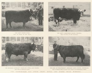 Die Birmingham Fat Stock Show, königliche und andere Preisträger von English Photographer