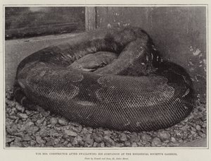 Die Boa Constrictor nach dem Verschlingen ihres Gefährten im Zoologischen Garten