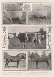 Die Viehschau in Cardiff, der königliche Preisträger und andere von English Photographer