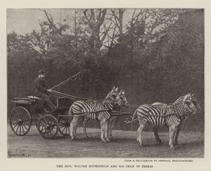 Der ehrenwerte Walter Rothschild und sein Zebrateam von English Photographer