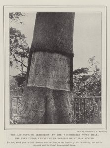 Die Livingstone-Ausstellung im Westminster Town Hall, der Baum, unter dem das Herz des Entdeckers begraben wurde von English Photographer