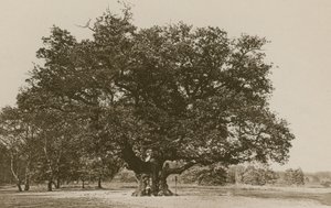Die Major Oak, Sherwood Forest von English Photographer