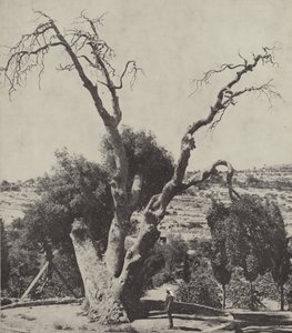 Die Eiche von Mamre; Abrahams Eiche, wo Abraham sein Zelt aufschlug und einen Altar baute von English Photographer