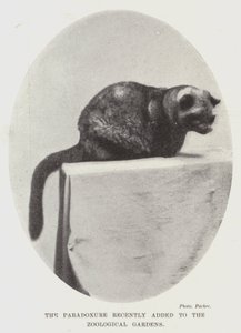 Der kürzlich hinzugefügte Paradoxure im Zoologischen Garten von English Photographer
