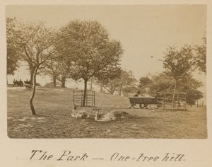 Der Park - One Tree Hill, Greenwich von English Photographer