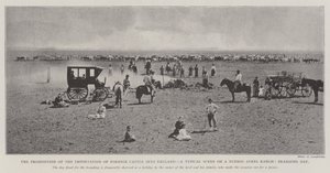 Das Verbot der Einfuhr von ausländischem Vieh nach England, eine typische Szene auf einer Ranch in Buenos Ayres, Markierungstag von English Photographer