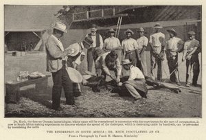 Die Rinderpest in Südafrika, Dr. Koch impft einen Ochsen von English Photographer
