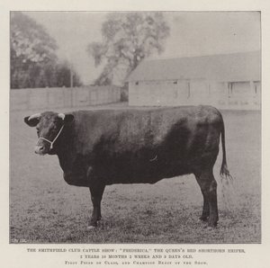 Die Smithfield Club Viehschau, Frederica, die rote Shorthorn-Färse der Königin, 2 Jahre 10 Monate 2 Wochen und 3 Tage alt von English Photographer