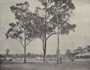 Toongabbie von English Photographer