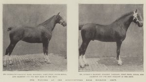 Zwei Gewinner auf der Hackney Show in der Agricultural Hall von English Photographer