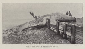 Gestrandeter Wal in Birchington-on-Sea von English Photographer