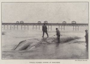 Gestrandeter Wal in Boscombe von English Photographer