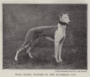 Wilde Nacht, Gewinner des Waterloo Cups von English Photographer