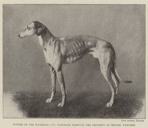 Gewinner des Waterloo Cups, Fabulous Fortune, im Besitz von Messers Fawcett von English Photographer