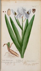 (Garten) Schwertlilie. Eine Iris, aus 