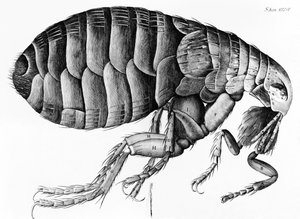 Ein Floh aus der Mikroskopbeobachtung von Robert Hooke (1635-1703), 1665 von English School