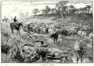 Eine Herde Rinder (Gravur)