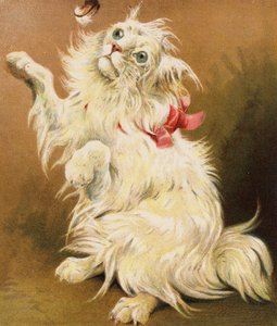 Eine persische Katze von English School