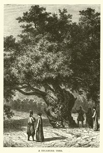 Ein Maulbeerfeigenbaum von English School