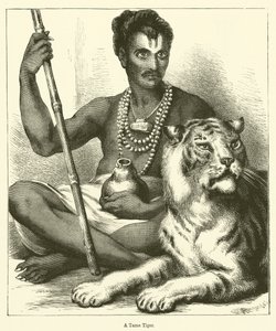 Ein zahmer Tiger von English School