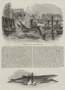 Eine Walart im Thames (Gravur) von English School