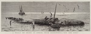 Ein Wal an Land bei Edkou, nahe Alexandria, "Los geht