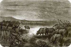 Ein Teich in Afrika bei Nacht von English School
