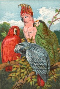 Ein roter, grauer und grüner Papagei und ein Kakadu