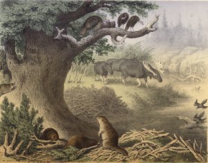 Eine Szene in Nordkanada, der Waschbär, der Biber, wilde Truthähne, der Elch, die Wandertaube von English School