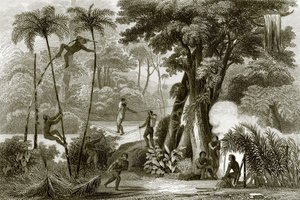Eine Szene im brasilianischen Wald von English School