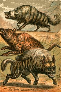 Erdwolf, Fleckenhyäne und Streifenhyäne von English School