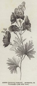 Eisenhut (Aconitum Napellus), Mönchskappe oder Wolfswurz (Gravur) von English School